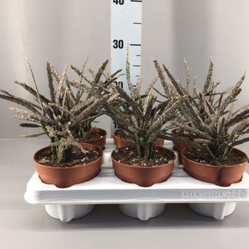 Euphorbia platyclada