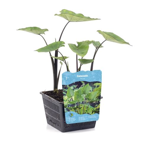 Colocasia esculenta 'Tea Cup'