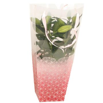 Lilium ORIENTAL HYBRID MIX