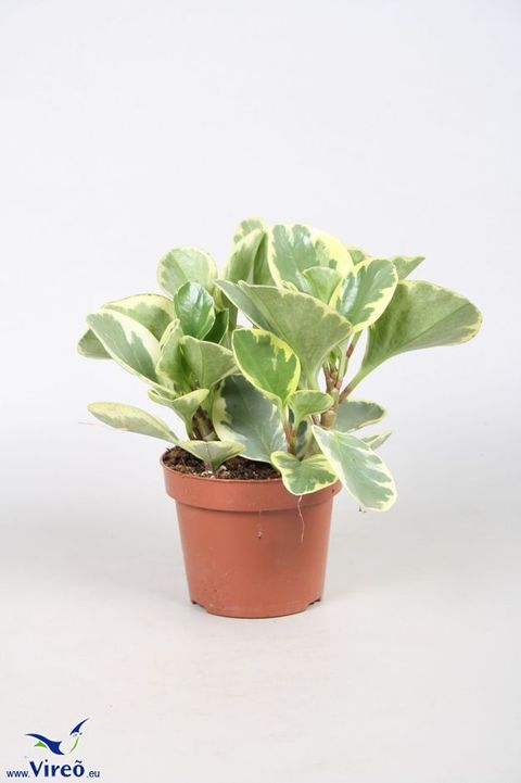 Peperomia obtusifolia 'Variegata'