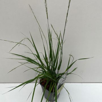 Molinia caerulea 'Moorhexe'