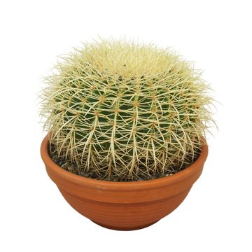 Echinocactus grusonii