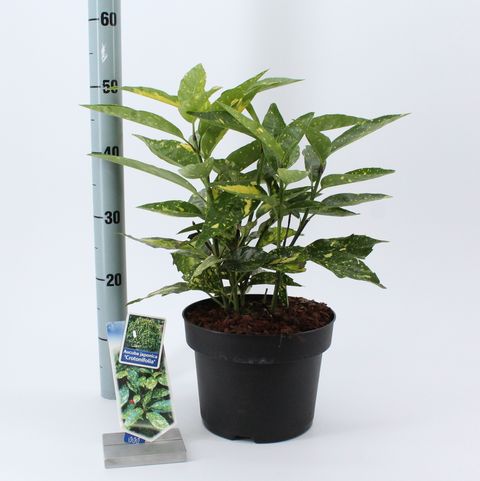 Aucuba japonica 'Crotonifolia'