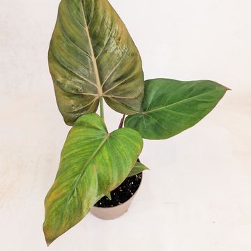 Philodendron 'Summer Glory'