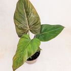 Philodendron 'Summer Glory'