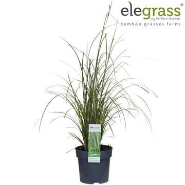 Carex brunnea 'Вариегата'