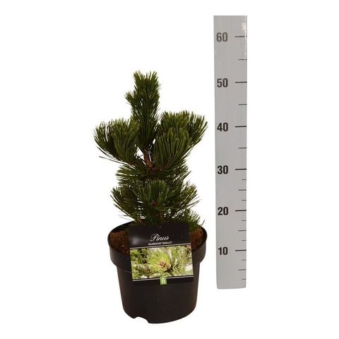Pinus heldreichii 'Сателлит'