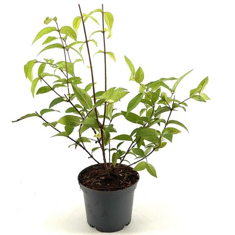 Deutzia x hybrida 'Perle Rose'