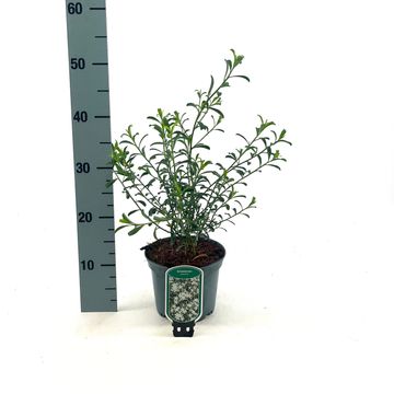 Eriostemon myoporoides