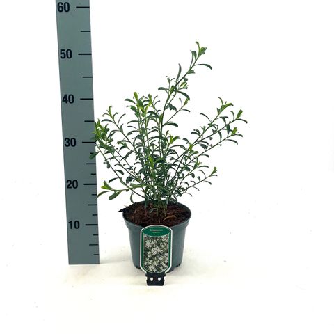 Eriostemon myoporoides