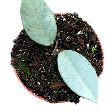 Hoya 'Wilbur Graves Silver'
