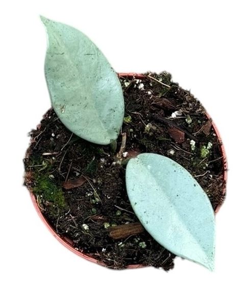 Hoya 'Wilbur Graves Silver'