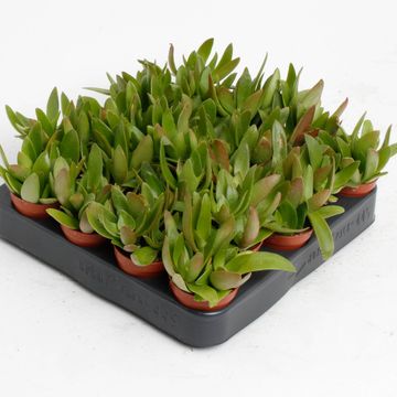 Crassula capitella 'Campfire'