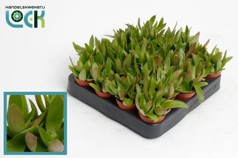 Crassula capitella 'Campfire'