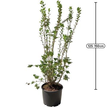 Enkianthus campanulatus PRETTYCOAT