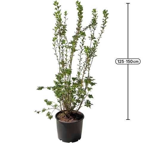 Enkianthus campanulatus PRETTYCOAT
