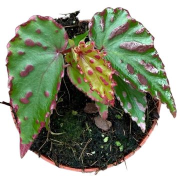 Begonia 'Pink Dottie'