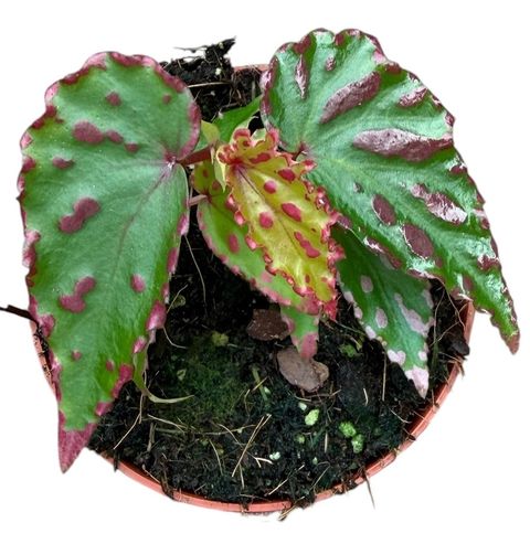 Begonia 'Pink Dottie'