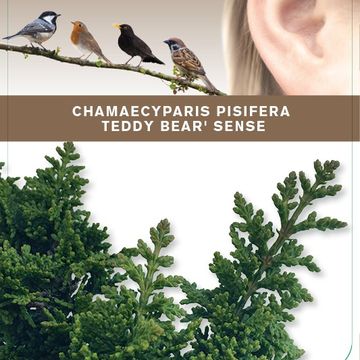 Chamaecyparis obtusa 'Teddy Bear'