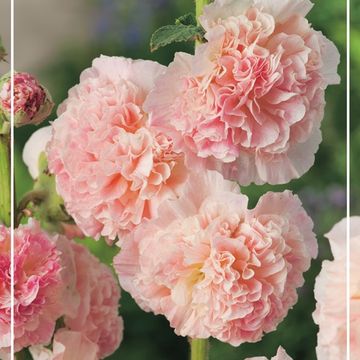 Alcea rosea 'Chater's Double Rose'