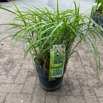 Miscanthus sinensis 'Little Zebra'