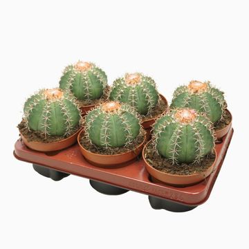 Melocactus matanzanus