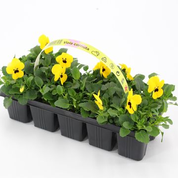 Viola CORNUTA MIX