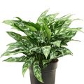 Aglaonema 'Maria'