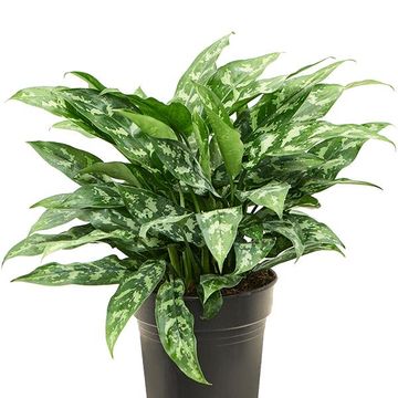 Aglaonema 'Maria'