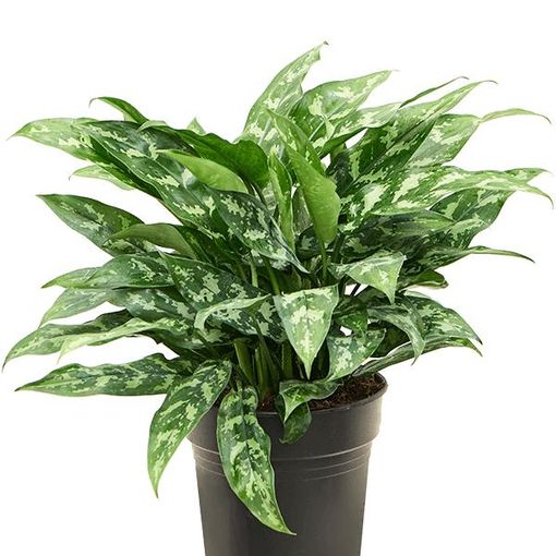 Aglaonema 'Maria'