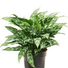 Aglaonema 'Maria'