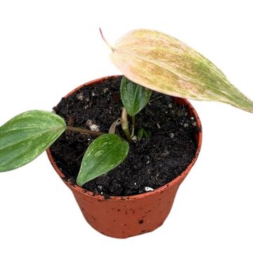 Philodendron scandens micans 'Marble Variegata'