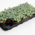 Sedum sieboldii