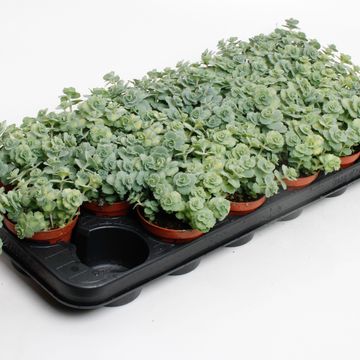 Sedum sieboldii