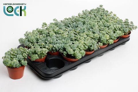 Sedum sieboldii