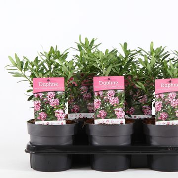 Daphne x transatlantica PINK FRAGRANCE