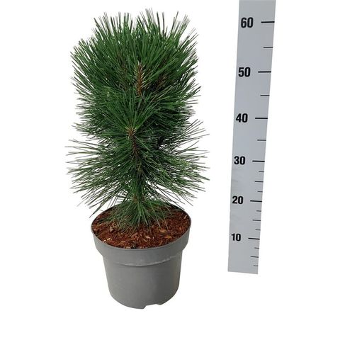 Pinus nigra 'Пирамидалис'