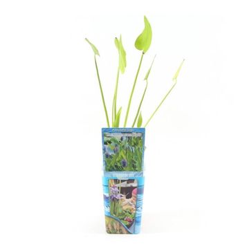 Pontederia cordata