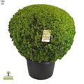 Buxus sempervirens