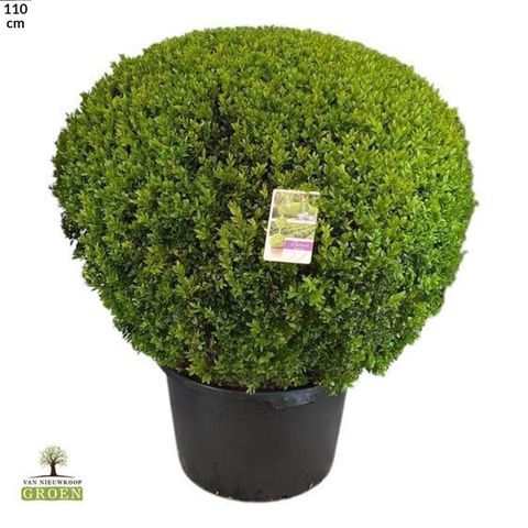 Buxus sempervirens