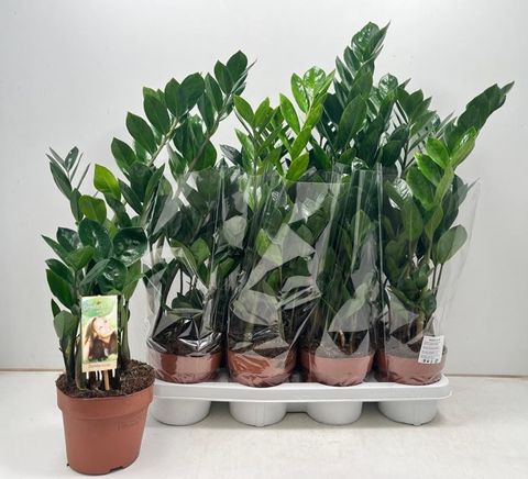 Zamioculcas zamiifolia