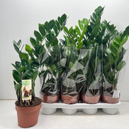 Zamioculcas zamiifolia