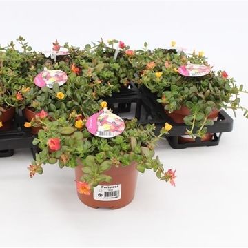 Portulaca umbraticola CARNEVAL MIX