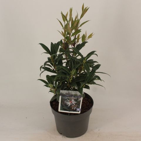 Sarcococca hookeriana WINTER GEM