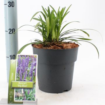 Liriope muscari 'Big Blue'