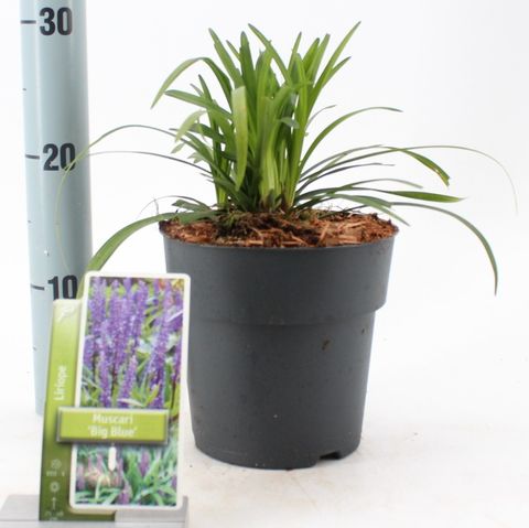 Liriope muscari 'Биг Блю'