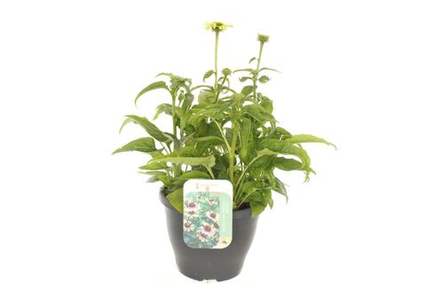 Echinacea purpurea 'Green Twister'