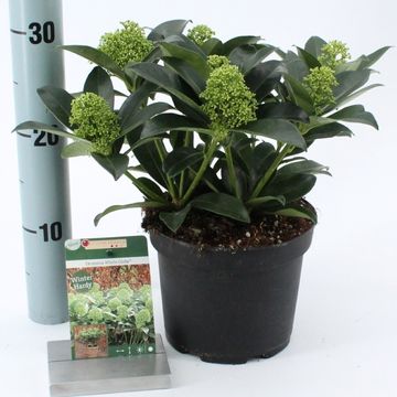 Skimmia japonica WHITE GLOBE