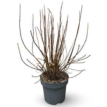 Viburnum farreri 'December Dwarf'