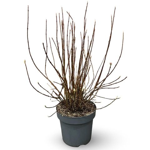 Viburnum farreri 'December Dwarf'
